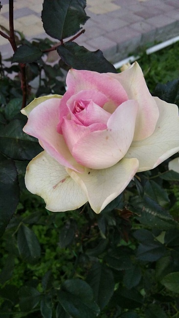 Роза чайно-гибридная Оноре де Бальзак 